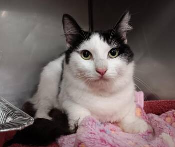 Domestic Short Hair Cats Available for Adoption - TenSoon | PetCurious