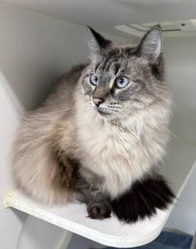 Bella -  Domestic Medium Hair Cat for Adoption in Rochester, Indiana - Bella | PetCurious