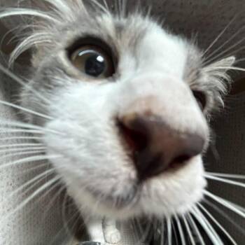 Rescue Domestic Long Hair Cats for Adoption in Graham, Texas - Abbott | PetCurious