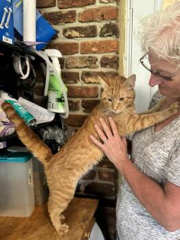 Rescue Tabby Cats for Adoption in Columbia, South Carolina - Mario | PetCurious