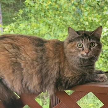 Domestic Medium Hair Cats Available for Adoption in Tupelo, Mississippi - Sweetie | PetCurious