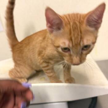 IVHS-Stray-141512 -  Domestic Short Hair Cat for Adoption in San Gabriel, California - IVHS-Stray-141512 | PetCurious