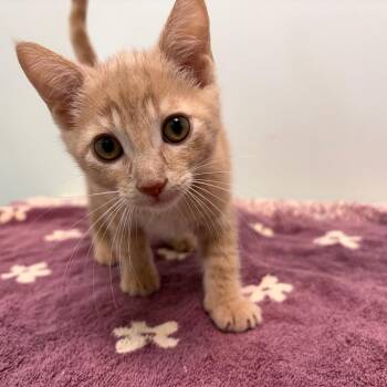 Glamorous -  Domestic Short Hair Cat for Adoption in Clavet, Saskatchewan - Glamorous | PetCurious