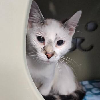 Loughran -  Domestic Short Hair Cat for Adoption in Watertown, New York - Loughran | PetCurious