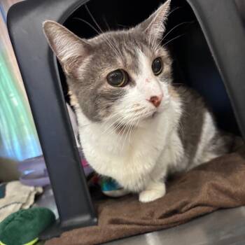 Millicent -  Domestic Short Hair Cat for Adoption in Spokane, Washington - Millicent | PetCurious
