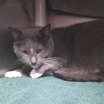 Domestic Short Hair Cats Available for Adoption in Fort Wayne, Indiana - Mario | PetCurious