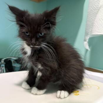 Hayes -  Domestic Medium Hair Cat for Adoption in Falls Church, Virginia - Hayes | PetCurious
