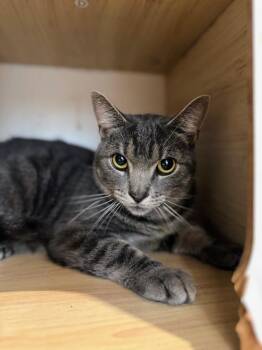 Rescue Domestic Short Hair Cats for Adoption in North Haven, Connecticut - Aidan | PetCurious