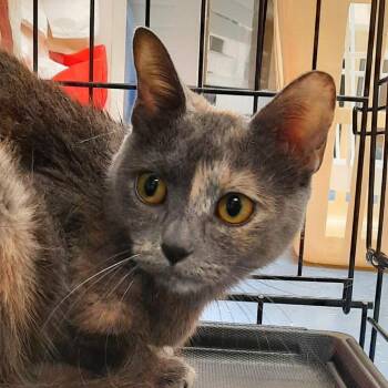 Monkey -  Domestic Short Hair Cat for Adoption in Watertown, New York - Monkey | PetCurious