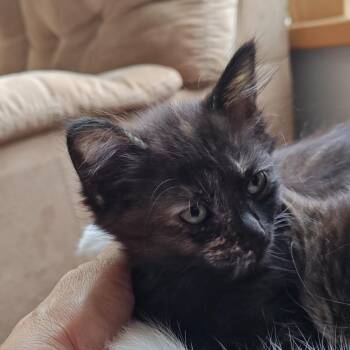 Marble -  Domestic Short Hair Cat for Adoption in Coos Bay, Oregon - Marble | PetCurious
