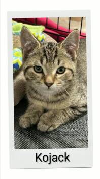 Kojack -  Domestic Short Hair Cat for Adoption in Caistor Centre, Ontario - Kojack | PetCurious