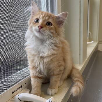 Garfield -  Domestic Long Hair Cat for Adoption in Latrobe, Pennsylvania - Garfield | PetCurious
