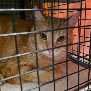 Seagull -  Domestic Short Hair Cat for Adoption in Bristol, Indiana - Seagull | PetCurious