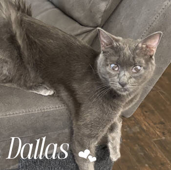 Rescue Domestic Short Hair Cats for Adoption in Gilbert, Arizona - Dallas | PetCurious