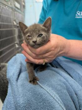 Aria - At shelter -  Domestic Short Hair Cat for Adoption in Rustburg, Virginia - Aria - At Shelter | PetCurious