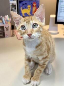 Shrimp -  Domestic Short Hair Cat for Adoption in Honolulu, Hawaii - Shrimp | PetCurious