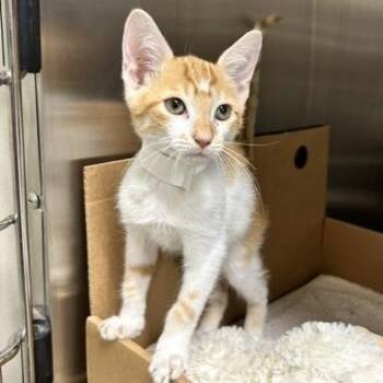 Jarlsberg -  Domestic Short Hair Cat for Adoption - Jarlsberg | PetCurious