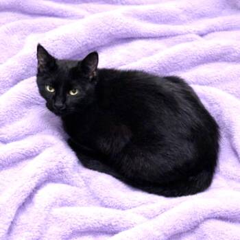 Domestic Short Hair Cats Available for Adoption in Long Beach, Washington - Nessa | PetCurious