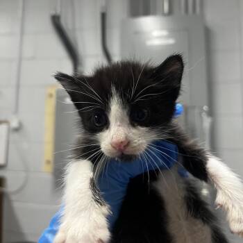 Heather -  Domestic Short Hair Cat for Adoption in Summerville, South Carolina - Heather | PetCurious
