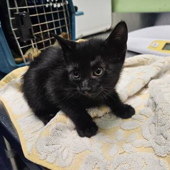 Callisto -  Domestic Short Hair Cat for Adoption in Austin, Texas - Callisto | PetCurious