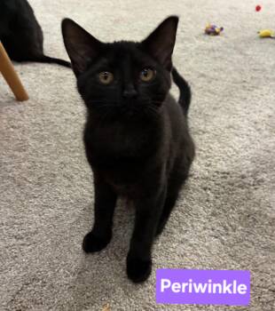 Periwinkle (siblings are Iris and Fern) -  Domestic Short Hair Cat for Adoption in Brighton, Michigan - Periwinkle (siblings Are Iris And Fern) | PetCurious