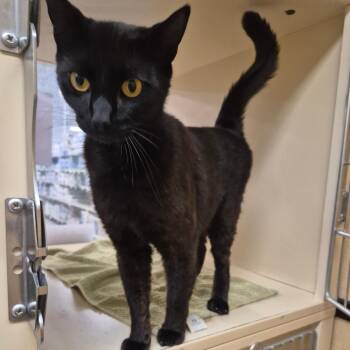 Domestic Short Hair Cats Available for Adoption in Aberdeen, North Carolina - Marc | PetCurious