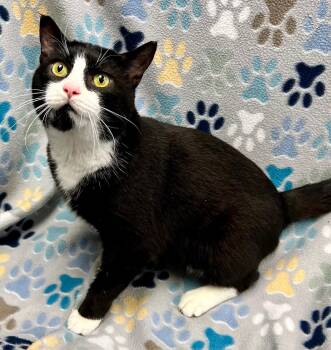 Domestic Short Hair Cats Available for Adoption - Sudoku | PetCurious