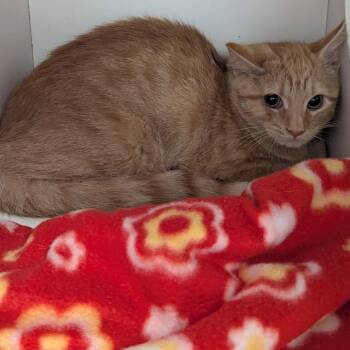 Norris -  Domestic Short Hair Cat for Adoption in Jeffersonville, Indiana - Norris | PetCurious