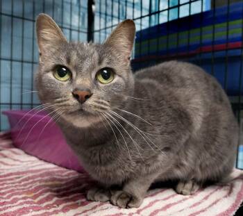 Rescue Manx and Domestic Short Hair Cats for Adoption in Bloomingdale, New Jersey - Jasmine | PetCurious