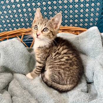 Jetty -  Domestic Short Hair Cat for Adoption - Jetty | PetCurious
