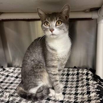 Peja -  Domestic Short Hair Cat for Adoption in Walnut Creek, California - Peja | PetCurious