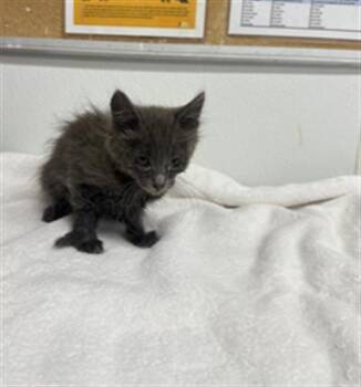 A884357 -  Domestic Medium Hair Cat for Adoption in Camarillo, California - A884357 | PetCurious