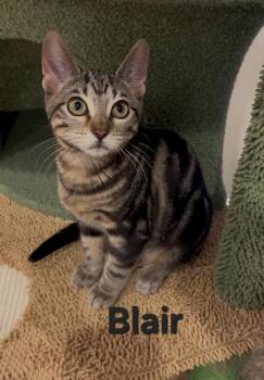 Blair -  Domestic Short Hair Cat Available for Adoption in Mantua Township, New Jersey - Blair | PetCurious
