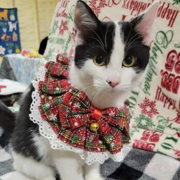Domestic Short Hair Cats Available for Adoption in Park Falls, Wisconsin - Snowball | PetCurious
