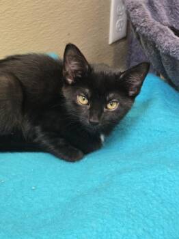 Tilly -  Domestic Short Hair Cat for Adoption in New Rochelle, New York - Tilly | PetCurious