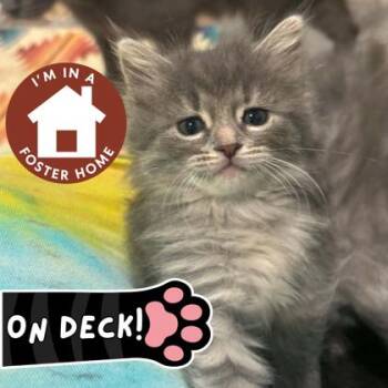 Ginny Weasley -  Domestic Short Hair Cat Available for Adoption in Janesville, Wisconsin - Ginny Weasley | PetCurious