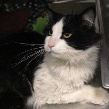 Domestic Long Hair Cats Available for Adoption in Des Moines, Iowa - Rupert | PetCurious