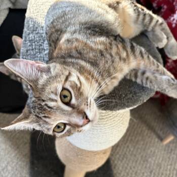 Rescue Domestic Short Hair Cats for Adoption in Mount Laurel Township, New Jersey - Molly (and Mad Max) | PetCurious