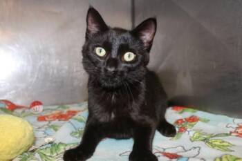 RAIN -  Domestic Short Hair Cat for Adoption in Brazil, Indiana - RAIN | PetCurious