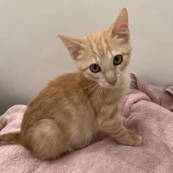 Solaris -  Domestic Short Hair Cat for Adoption in West Des Moines, Iowa - Solaris | PetCurious