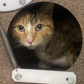 Domestic Short Hair Cats Available for Adoption in Newark, New Jersey - Delilah | PetCurious