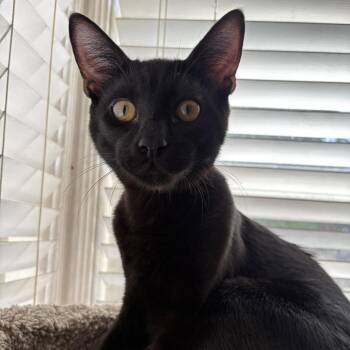 Linguine -  Domestic Short Hair Cat for Adoption in Lakewood, California - Linguine | PetCurious