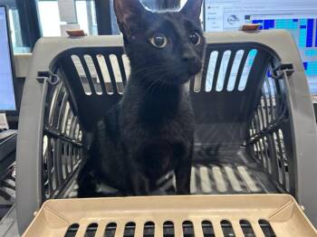 Domestic Short Hair Cats Available for Adoption in Rowlett, Texas - BONNIE | PetCurious