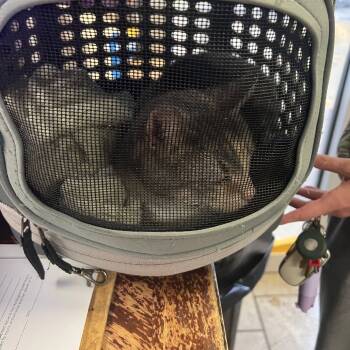 Rescue Domestic Short Hair Cats for Adoption in Huntington, West Virginia - Clementine | PetCurious