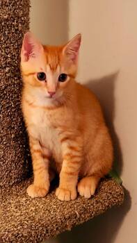 Kamikaze -  Domestic Short Hair Cat for Adoption in Wilmington, North Carolina - Kamikaze | PetCurious