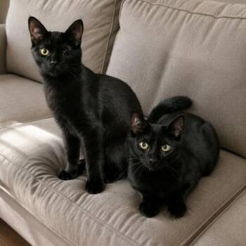 Morris & Monte -  Domestic Short Hair Cat for Adoption in Honeoye, New York - Morris & Monte | PetCurious