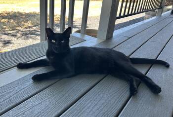 Rescue Domestic Short Hair Cats for Adoption in Sonora, California - Tippy | PetCurious