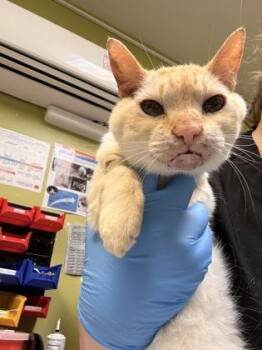 Sunflower -  Domestic Short Hair Cat for Adoption in Bellevue, Washington - Sunflower | PetCurious