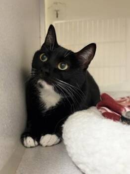 Moon -  Domestic Short Hair Cat for Adoption in Divide, Colorado - Moon | PetCurious
