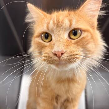 Cheddar -  Domestic Medium Hair Cat for Adoption in Evansville, Indiana - Cheddar | PetCurious